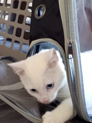 Mochila transportín para gatos transparente