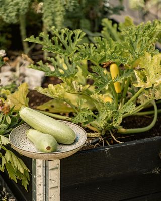 Upyard GardenBox - Juego de 3 Camas elevadas Moder