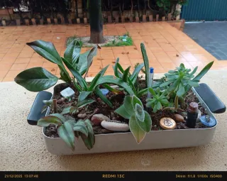 Planta de interior Yucca. REGALO ALOE VERA MEDIANO