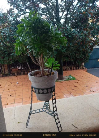 Planta de interior Yucca. REGALO ALOE VERA MEDIANO