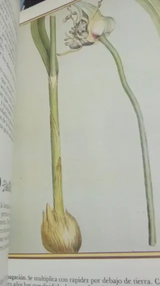 Enciclopedia de las hierbas. Jaimes libros 1979