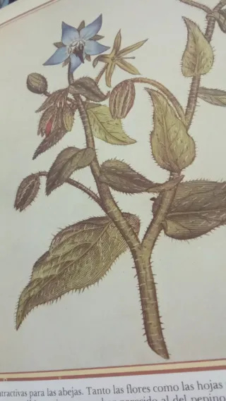 Enciclopedia de las hierbas. Jaimes libros 1979