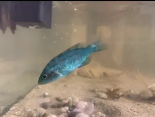 Pecera con filtro, aireador y  decoración