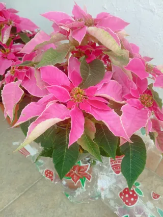 Planta Poinsettia Rosa Navideña