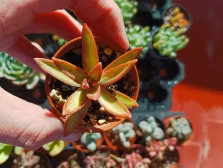 Sedum nussbaumerianum