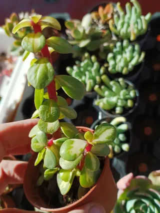 Portulacaria afra variegata medio picta