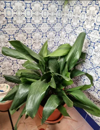 Planta de interior Aspidistra