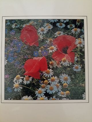 Osservazioni su sciroppi a base di piante