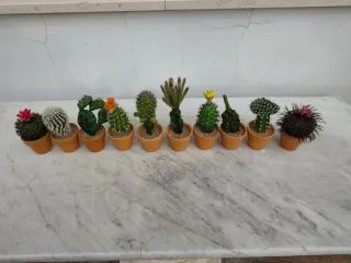 Lote 10 Cactus Artificiales