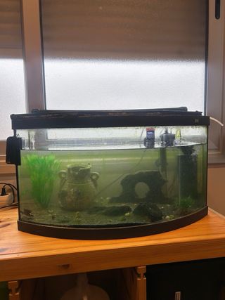 Pecera Curva Acuario