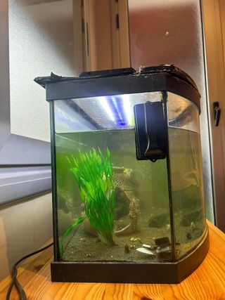 Pecera Curva Acuario