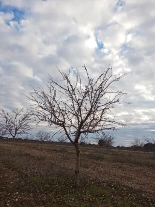 Servicio de poda de almendros