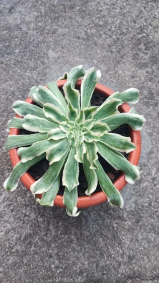 Aeonium Green Waves