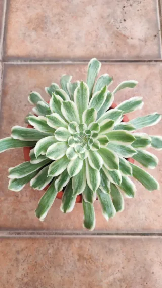 Aeonium Green Waves