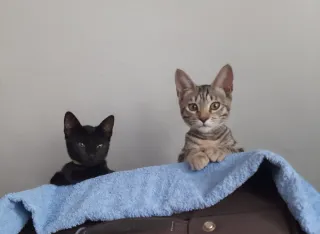 Cuidados y acompañamiento de Macotas en la Coruña