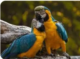 Cuidados y acompañamiento de Macotas en la Coruña