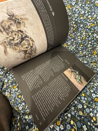 The Bee A Natural History