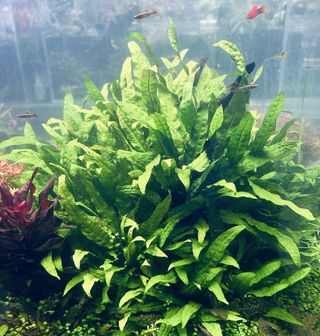 Plantas Acuario