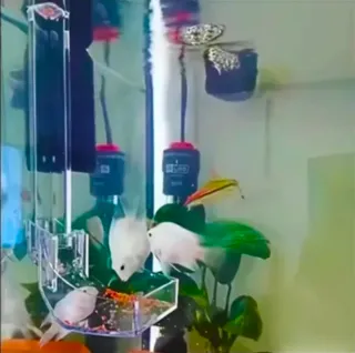 Comedero para peces acuario