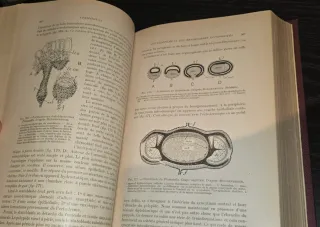 1928, Tratado Embriología - Libro antiguo Biologia