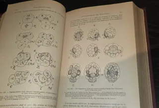 1928, Tratado Embriología - Libro antiguo Biologia