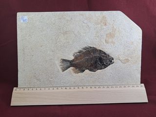 pez fósil depredador,Priscara serrata,excelente