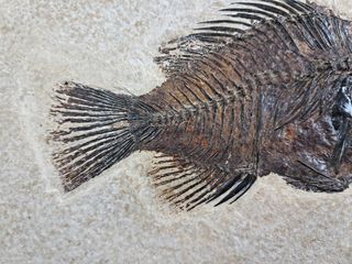 pez fósil depredador,Priscara serrata,excelente