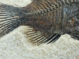 pez fósil depredador,Priscara serrata,excelente