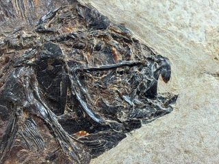 pez fósil depredador,Priscara serrata,excelente