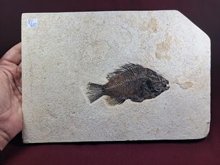 pez fósil depredador,Priscara serrata,excelente