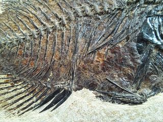 pez fósil depredador,Priscara serrata,excelente