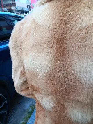 Abrigo de pelo natural