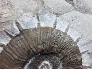 raro ammonites heteromorfo,Crioceratites loryi
