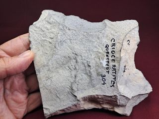 raro ammonites heteromorfo,Crioceratites loryi