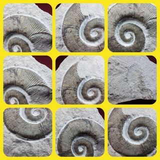 raro ammonites ,Crioceratites gr. duvali