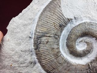 raro ammonites ,Crioceratites gr. duvali