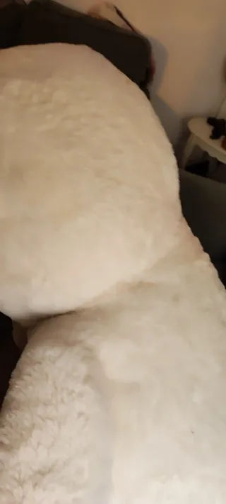 Oso de peluche gigante blanco