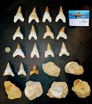 OTODUS GRANDES 15 D. Fosiles y 6 V. Fósiles