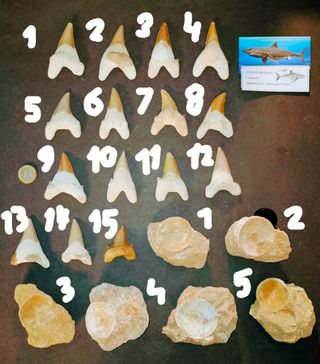 OTODUS GRANDES 15 D. Fosiles y 6 V. Fósiles