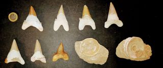 OTODUS GRANDES 15 D. Fosiles y 6 V. Fósiles