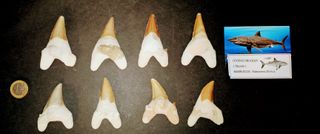 OTODUS GRANDES 15 D. Fosiles y 6 V. Fósiles