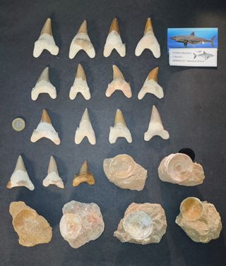 OTODUS GRANDES 15 D. Fosiles y 6 V. Fósiles