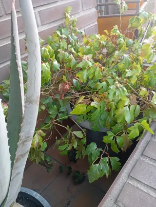 Plantas en maceta variadas