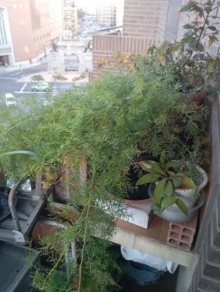 Plantas en maceta variadas