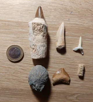 Lote Fósiles Marinos Mix (2)