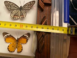 Vitrina decorativa mariposas madera