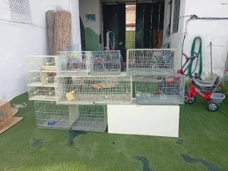 Lote 8 Jaulas Plata y Blancas