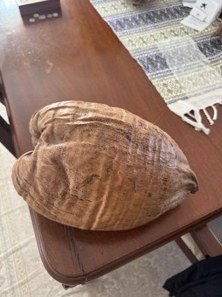 Semilla grande decorativa