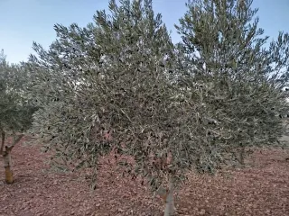 Olivos en Campo de Criptana