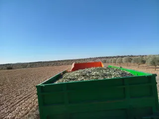 Olivos en Campo de Criptana